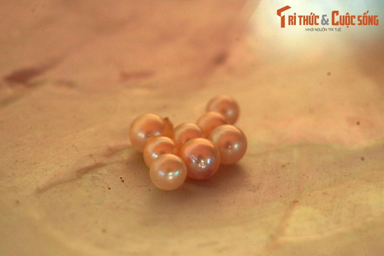 Thời gian nuôi trai kéo dài từ 1-4 năm tùy theo yêu cần ngọc to hay nhỏ. Thời kỳ thu hoạch rộ thường vào tháng 8-10 hàng năm. Sau khi tiến hành thu lấy ngọc, ngọc trai được rửa sạnh và tiến hành phân loại.