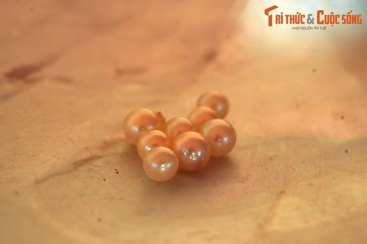 Thời gian nuôi trai kéo dài từ 1-4 năm tùy theo yêu cần ngọc to hay nhỏ. Thời kỳ thu hoạch rộ thường vào tháng 8-10 hàng năm. Sau khi tiến hành thu lấy ngọc, ngọc trai được rửa sạnh và tiến hành phân loại.