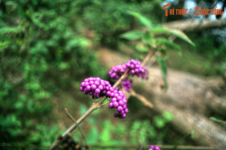 Cảnh quan bên bờ hồ vẫn còn rất hoang sơ, ít sự hiện diện của con người. Có thể bắt gặp quanh hồ các loài hoa trái độc đáo cùng nhiều loài động vật hoang dã.