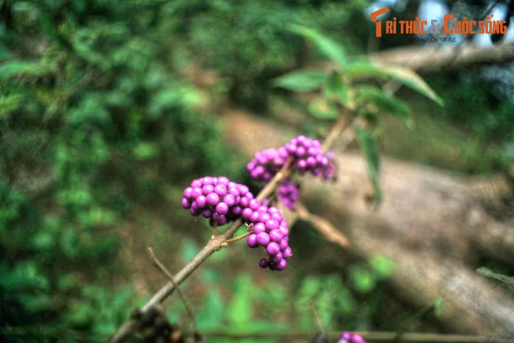 Cảnh quan bên bờ hồ vẫn còn rất hoang sơ, ít sự hiện diện của con người. Có thể bắt gặp quanh hồ các loài hoa trái độc đáo cùng nhiều loài động vật hoang dã.