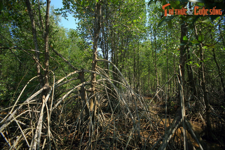 Bên trong rừng đước ngập mặn ở huyện An Biên.