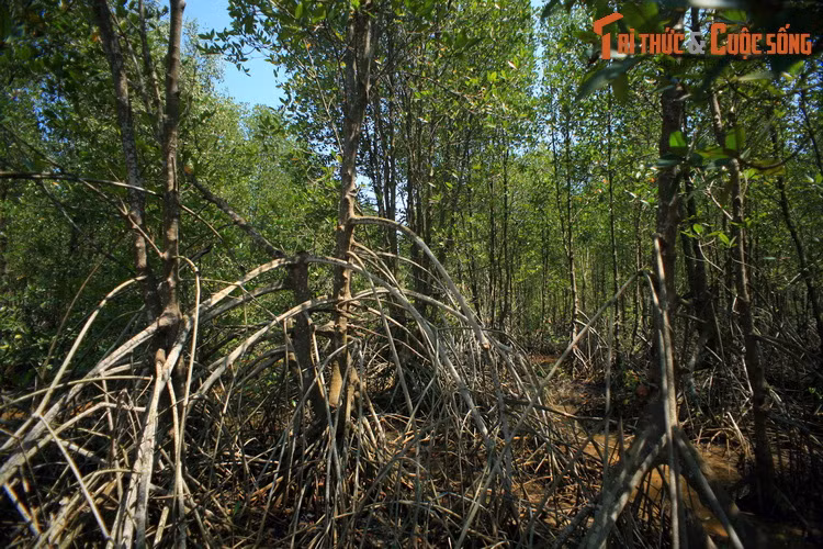 Bên trong rừng đước ngập mặn ở huyện An Biên.