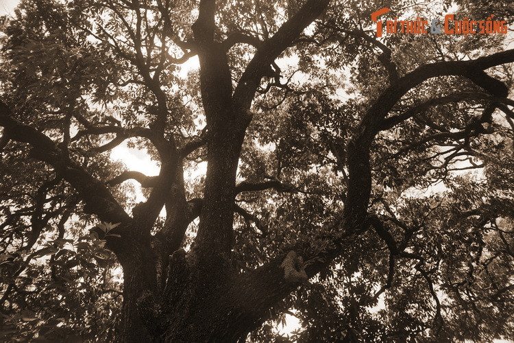 Dân gian đồn rằng do được trồng nơi đất Phật nên xoài mới thơm ngon như vậy. Ngoài ra còn một điều khó hiểu nữa là, nhiều vị sư của chùa giâm cành từ những cây xoài này để trồng nhưng đều không thành công.