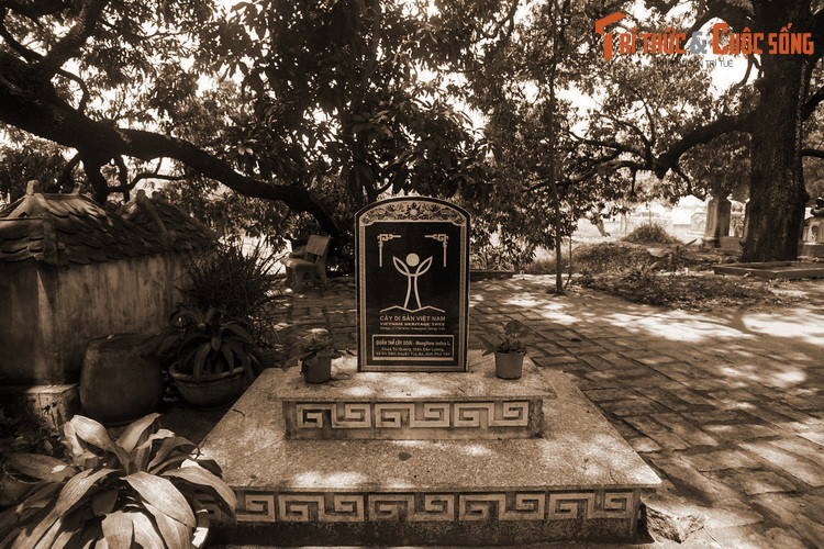 Vào năm 2013, quần thể xoài đặc biệt của ngôi chùa cổ đã được công nhận là Cây Di sản của Việt Nam.