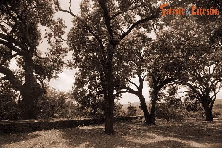 Mỗi khi đến mùa xoài chín, những quả xoài tươi ngon lại được hái sạch. Số xoài sau khi hái được quân đội triều đình vận chuyển ra kinh đô. Sau đó, tiệc ngự xoài được vua mở, rồi chia đều cho các quan có chức tước cao và nhiều công trạng.