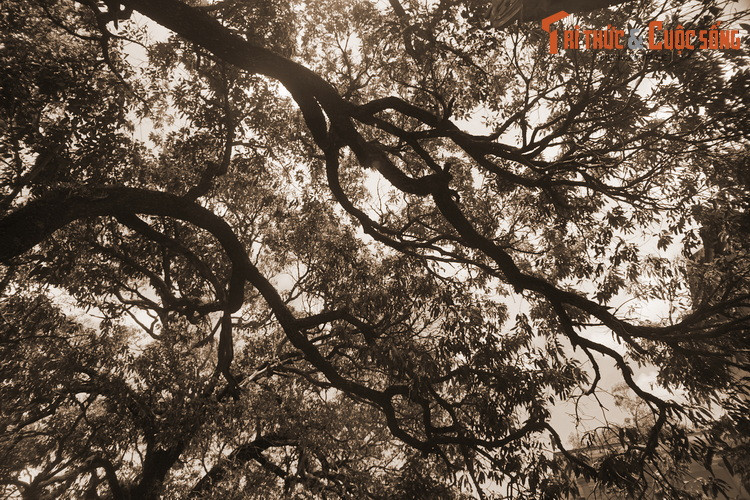 Ngày nay, chùa Đá Trắng còn khoảng 20 cây xoài cổ nằm rải rác trong khuôn viên, cây lớn nhất nằm cạnh chính điện của chùa.