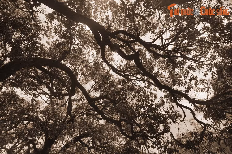 Ngày nay, chùa Đá Trắng còn khoảng 20 cây xoài cổ nằm rải rác trong khuôn viên, cây lớn nhất nằm cạnh chính điện của chùa.