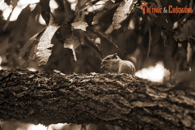 Khác với các giống xoài khác, những cây xoài chùa Đá Trắng có điểm khác lạ là cho hoa trắng muốt, khi trái chín có vàng tươi, vỏ mỏng, vị ngọt thanh, đặc biệt hương thơm dịu nhưng thoảng rất xa.