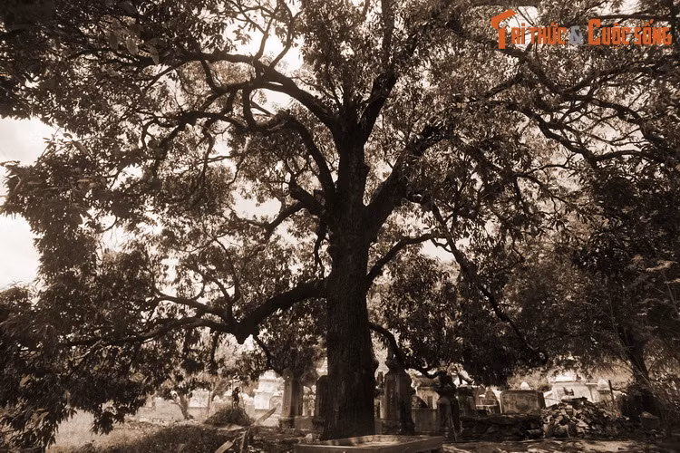 Theo lời kể được truyền lại, chúa Nguyễn Ánh trong những lần hành quân qua Phú Yên thường dừng chân ở bờ vịnh Xuân Đài. Khi thưởng thức các đặc sản trong vùng, ông đặc biệt thích xoài Đá Trắng, giống xoài chỉ có ở ngôi chùa cùng tên.