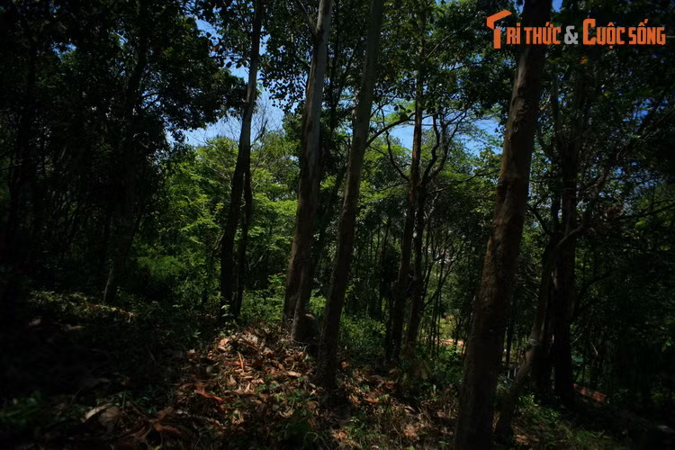 Xin được đọc lại một đoạn trong bài thơ "Bình San điệp thúy" (bản chữ Nôm): Một bước càng thêm một thú yêu, Lằn cây vít đá vẽ hay thêu? Mây tòng khói liễu, chồng rồi chập, Đàn suối ca chim, thấp lại cao.