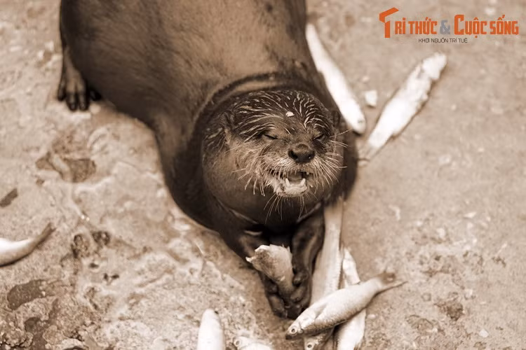 Tục thờ rái cá phổ biến hơn cả ở Nam Bộ, với nhiều ngôi đình làng phong thần cho loài vật này. Tại mảnh đất phương Nam, việc thờ phụng rái cá gắn với truyền thuyết về cuộc bôn đào của chúa Nguyễn Ánh dưới sự truy lùng gắt gao của quân Tây Sơn.