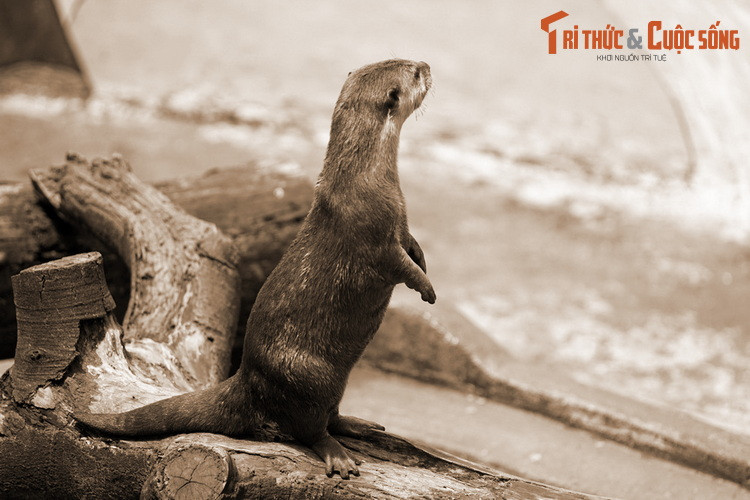 Ở miền Trung, quyển Ngọc Thu cổ tích (thần phả làng Ngọc Thu) ghi lại chuyện rái cá có công canh giữ thi hài Đại Càn thánh nương (Thái hậu nhà Tống bị chết trên biển) lúc bà tấp vào cửa Càn ở Quỳnh Lưu, Nghệ An. Điều này khiến dân địa phương thấy linh dị nên chôn cất và lập miếu thờ.