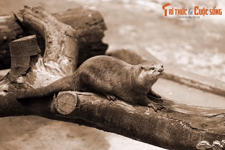 3. Rái cá là loài động vật có vú thuộc họ chồn, sống gần nước, cư trú tại nhiều địa phương ở Việt Nam. Ít ai biết rằng đây là một loài vật có vị trí khá đặc biệt trong tín ngưỡng của người Việt khắp ba miền. Ảnh: Rái cá trong Thảo Cầm Viên Sài Gòn.