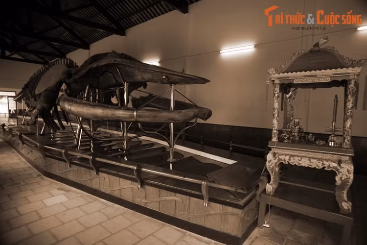 4. Tục thờ cá voi là nét văn hóa tín ngưỡng phổ biến ở các vùng ven biển Việt Nam. Tín ngưỡng này coi cá voi như ân nhân cứu mạng, là một phúc thần của biển cả. Ảnh: Bộ xương cá voi được thờ tại dinh vạn Thủy Tú, TP Phan Thiết, Bình Thuận.