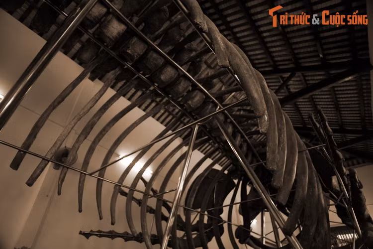 Có rất nhiều truyền thuyết, giai thoại, truyện kể trong dân gian Việt Nam liên quan đến loài cá voi, khiến cho tục thờ loài động vật lớn nhất thế giới thêm nhuốm màu kỳ ảo, huyền bí...