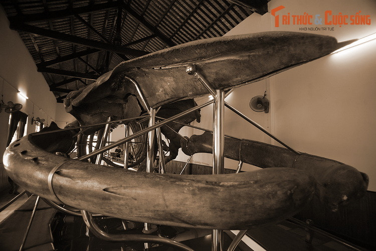 Để thể hiện sự tôn kính, người dân đã gọi với cá voi với nhiều tên: Cá Ông, ông Nam hải, Ông Lớn hay Ông Cậu… Cá voi chết dạt vào bờ luôn được ngư dân chôn cất và hương khói tử tế. Đền thờ cá voi được lập ở rất nhiều nơi.