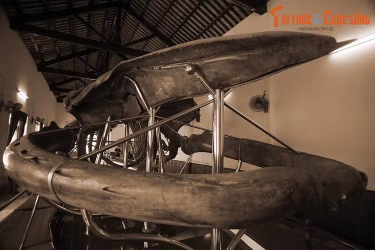 Để thể hiện sự tôn kính, người dân đã gọi với cá voi với nhiều tên: Cá Ông, ông Nam hải, Ông Lớn hay Ông Cậu… Cá voi chết dạt vào bờ luôn được ngư dân chôn cất và hương khói tử tế. Đền thờ cá voi được lập ở rất nhiều nơi.