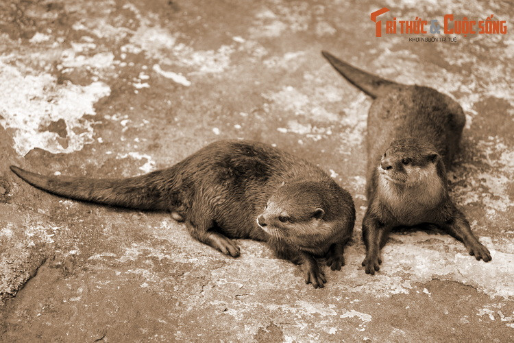 Tục thờ rái cá ở Việt Nam có nguồn gốc từ lâu đời, thể hiện dưới nhiều hình thức khác nhau. Tại miền Bắc, ngư dân các làng ven biển ở Ninh Bình thờ rái cá với danh xưng “Lang Thát Đại Tướng Quân”. Việc thờ phụng này gắn với truyền thuyết vua Đinh Tiên Hoàng có cha là rái cá.