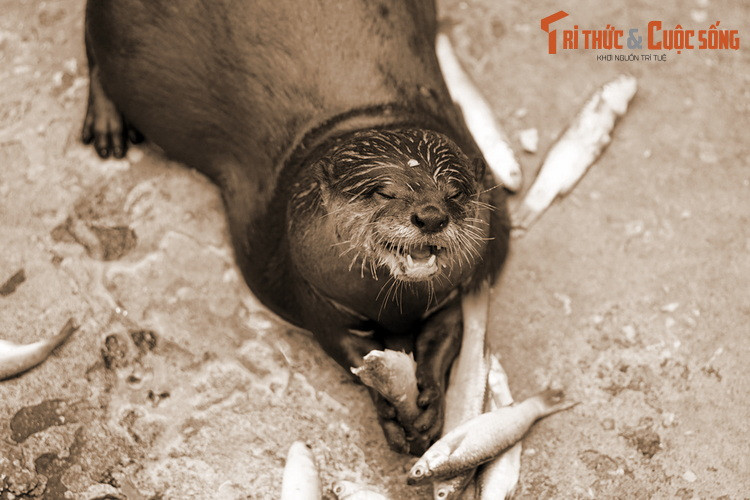 Tục thờ rái cá phổ biến hơn cả ở Nam Bộ, với nhiều ngôi đình làng phong thần cho loài vật này. Tại mảnh đất phương Nam, việc thờ phụng rái cá gắn với truyền thuyết về cuộc bôn đào của chúa Nguyễn Ánh dưới sự truy lùng gắt gao của quân Tây Sơn.