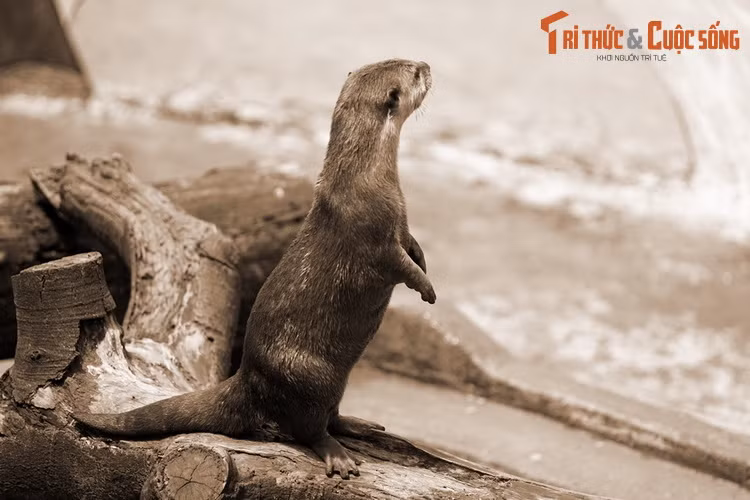 Ở miền Trung, quyển Ngọc Thu cổ tích (thần phả làng Ngọc Thu) ghi lại chuyện rái cá có công canh giữ thi hài Đại Càn thánh nương (Thái hậu nhà Tống bị chết trên biển) lúc bà tấp vào cửa Càn ở Quỳnh Lưu, Nghệ An. Điều này khiến dân địa phương thấy linh dị nên chôn cất và lập miếu thờ.