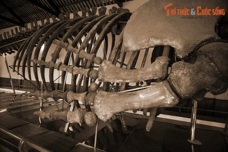 Theo Đại Nam nhất thống chí, cá voi được gọi là Đức Ngư: “Đức Ngư đầu tròn, nơi trán có lỗ phun nước ra, sắc đen trơn láng, không có vảy, đuôi có mảng như đuôi tôm, cá tánh từ thiện, hay giải cứu cho người khi qua biển mắc cạn...".