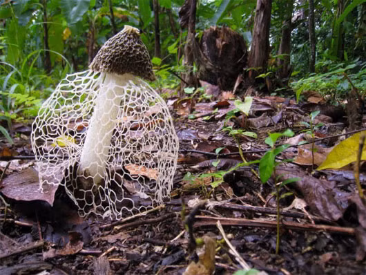 Nấm phallus indusiatus mọc trên những thân gỗ mục trông chẳng khác nào một cô dâu trong ngày trọng đại của mình. So với các loại nấm hình chuông khác, nấm phallus indusiatus gây chú ý với tấm mạng lưới màu trắng bất ngờ mọc ra trong đêm và tồn tại chỉ trong khoảng 10 giờ đồng hồ. 