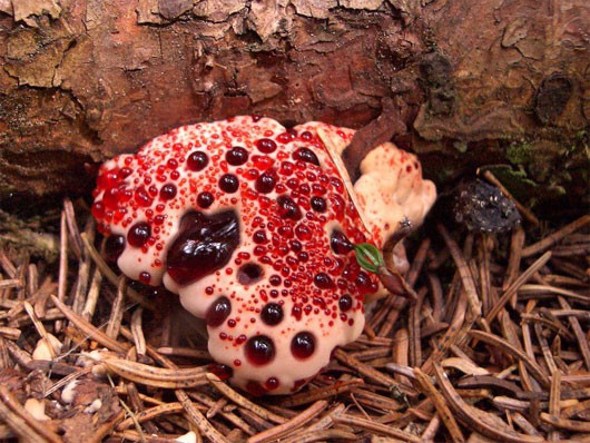 Nấm răng chảy máu (Hydnellum peckii). Loài nấm này còn được gọi là nấm "răng quỷ" hoặc một cái tên đánh lừa thị giác khác là nấm "kem và dâu.
