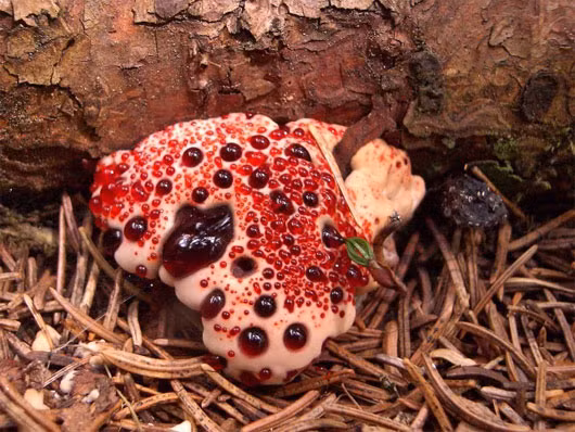Nấm răng chảy máu (Hydnellum peckii). Loài nấm này còn được gọi là nấm "răng quỷ" hoặc một cái tên đánh lừa thị giác khác là nấm "kem và dâu.