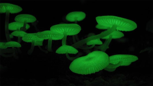 Nấm phát quang sinh học (Mycena chlorophos) sống ở môi trường cận nhiệt đới của châu Á, Australia và Brazil. Phần mũ và thân cây phát ra ánh sáng màu xanh lá cây trong bóng tối.