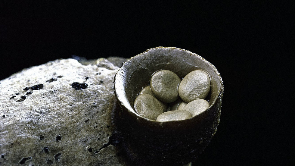 Nấm tổ chim là "chiếc tổ" sẽ được bọc bằng một lớp màng màu trắng. Khi nấm lớn dần, lớp màng này bị rách và những "quả trứng" màu xám đen hoặc nâu sẫm được tiếp xúc với không khí.