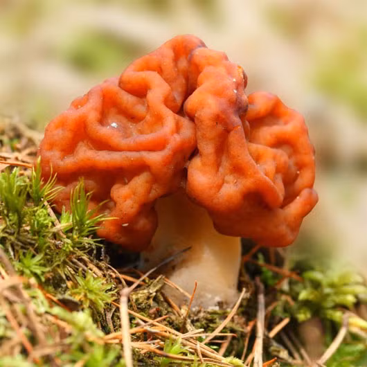 Nấm Gyromitra esculenta còn được gọi là nấm não hay nấm khăn xếp. Chúng được coi là món ăn phổ biến ở Scandinavia, Đông Âu và khu vực Great Lakes ở Bắc Mỹ.