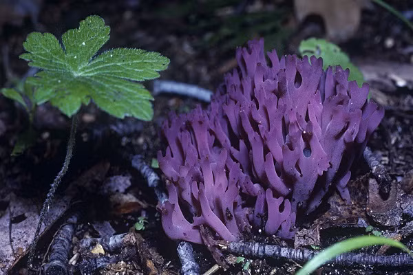 Nấm san hô không giống các loại nấm thông thường có cuống và mũ, nấm thuộc họ Clavariaceae có hình dạng giống san hô. Chúng thường dài 5-12cm và rộng 2-8cm.