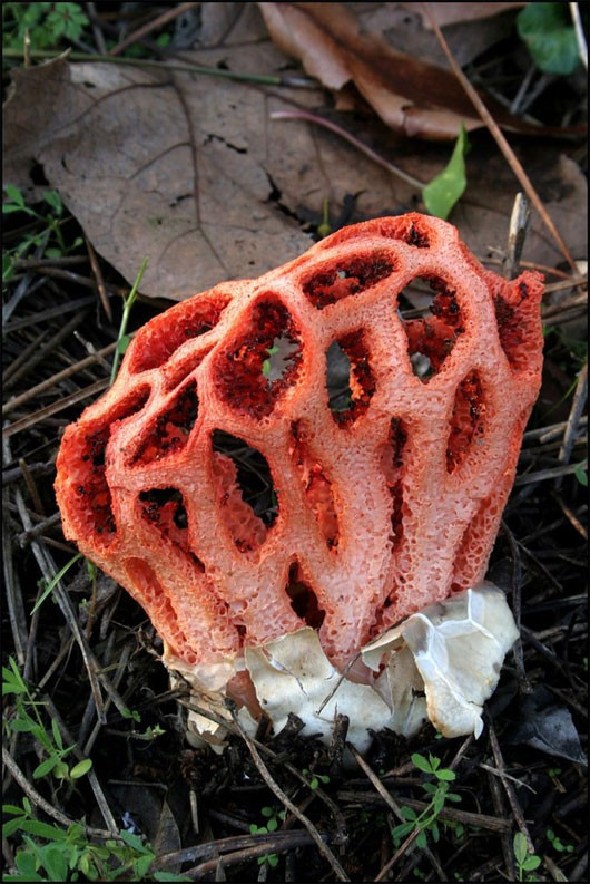 Nấm lồng đỏ (Clathrus ruber) là loài nấm có hình dáng kỳ dị như những sinh vật lạ trong bộ phim người ngoài hành tinh, hoặc giống một con quái vật xốp mọc ra từ những những khối nấm trắng có hình giống quả trứng. 