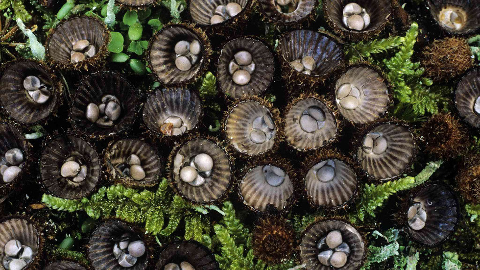 Nấm tổ chim thường xuất hiện bên cạnh gỗ mục hoặc phân động vật, có hình dạng giống hệt một tổ chim với 2-4 "quả trứng" bên trong. Mỗi nấm tổ chim chỉ rộng khoảng 4-8 mm, được tìm thấy ở các vùng nhiệt đới và ôn đới.