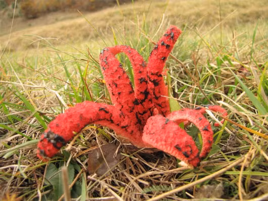 Nấm lõ chó bạch tuộc (Clathrus archeri) là loài nấm kỳ lạ có nguồn gốc từ Australia và Tasmania. Nấm có màu hồng đỏ, hình thù như con bạch tuộc với khoảng 4-7 xúc tu to dài.