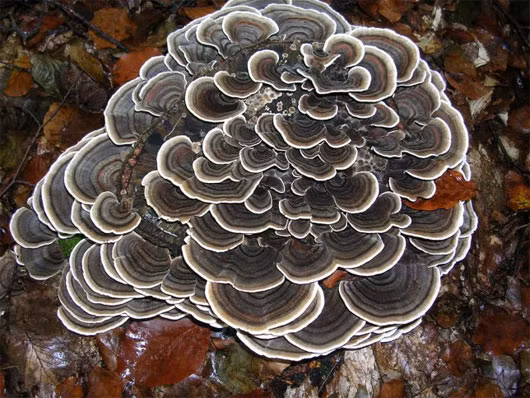 Nấm Trametes versicolor là loài có màu sắc sặc sỡ và dễ dàng được phát hiện. Màu sắc và hình dạng của chúng còn được liên tưởng đến hình ảnh đuôi gà tây, do đó mà chúng còn được gọi là nấm đuôi gà tây. 