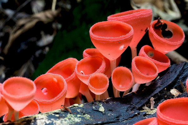 Đây không phải những chiếc ly mà là những sợi nấm ly, chúng sống trong các khu rừng nhiệt đới và cận nhiệt đới với hình thù kì lạ.