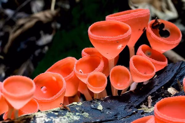 Đây không phải những chiếc ly mà là những sợi nấm ly, chúng sống trong các khu rừng nhiệt đới và cận nhiệt đới với hình thù kì lạ.