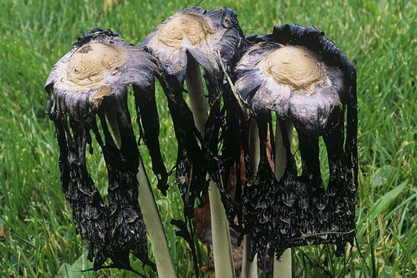 Nấm mực là một loại nấm phổ biến thường thấy mọc trên bãi cỏ và khu vực rác thải. Loại nấm này sẽ héo rũ trong vài giờ sau khi được hái hoặc giải phóng bào tử.