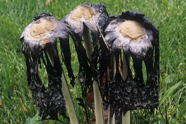 Nấm mực là một loại nấm phổ biến thường thấy mọc trên bãi cỏ và khu vực rác thải. Loại nấm này sẽ héo rũ trong vài giờ sau khi được hái hoặc giải phóng bào tử.