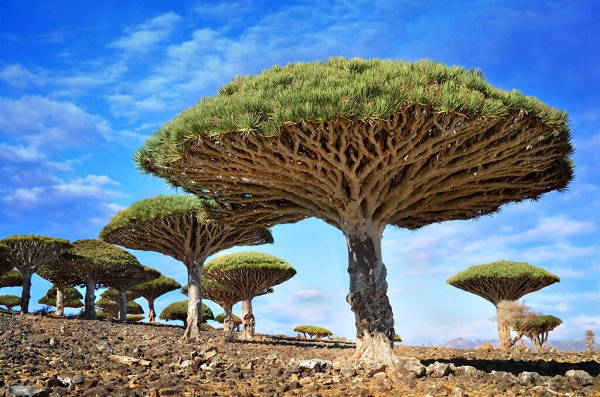 Cây máu rồng (Dragonblood tree) mọc trên quần đảo Socotra, Yemen có hình thù kỳ lạ trông giống như một chiếc ô khổng lồ. Sở dĩ nó có cái tên đáng sợ này là do nhựa cây màu đỏ thẫm giống như màu máu.