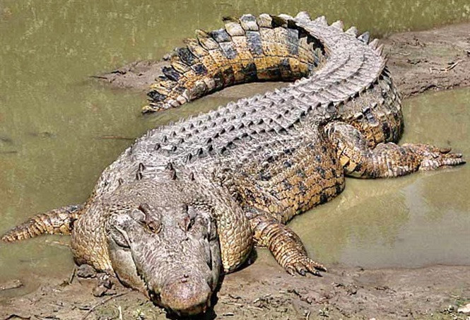 Cá sấu rơi nước mắt khi đang ăn con mồi mà nó vừa giết chết, do đó thuật ngữ "nước mắt cá sấu" thường được dùng để chỉ sự dối trá hoặc cảm xúc giả tạo.