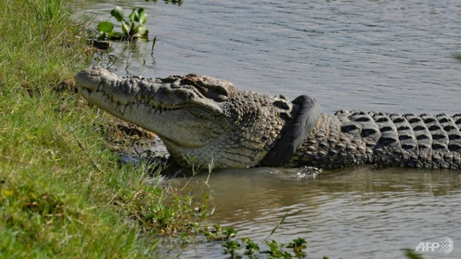 Cá sấu sở hữu một thích giác và khứu giác vô cùng nhạy bén. Mũi nằm phía trước hàm và nhô cao khỏi mặt nước cho phép cá sấu đánh hơi tìm kiếm con mồi trong khi khứu giác hoàn hảo giúp loài vật này nghe rõ cả ở dưới nước.
