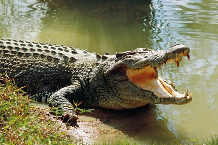 Một nhóm nghiên cứu thuộc trường Đại học Florida đã quan sát cá sấu và đưa ra kết luận những giọt nước mắt của cá sấu có thể đóng vai trò tương tự nước miếng ở con người, giúp chúng tiêu hóa thức ăn.