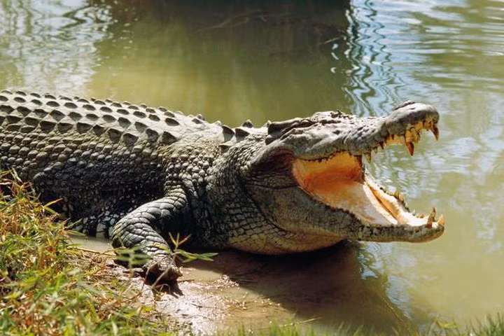 Một nhóm nghiên cứu thuộc trường Đại học Florida đã quan sát cá sấu và đưa ra kết luận những giọt nước mắt của cá sấu có thể đóng vai trò tương tự nước miếng ở con người, giúp chúng tiêu hóa thức ăn.