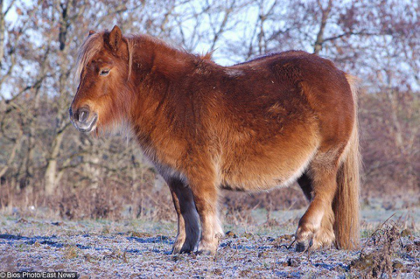 Chân dài là của đại gia, bụng to chân ngắn mới là vợ anh!