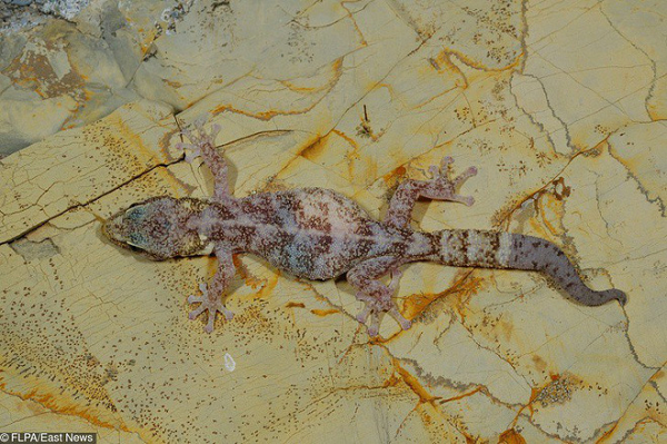 Chiếc bụng làm con vật này trở nên ì ạch hơn rất nhiều.