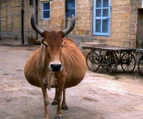 "Tôi đang mang thai đấy nhé, không phải đang treo hai bao tải trên lưng đâu!"