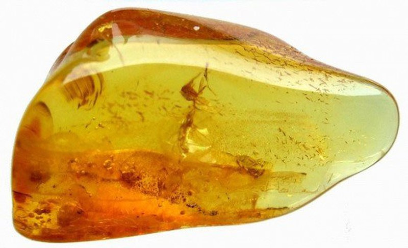 Đóa hoa viễn cổ có niên đại 15 triệu năm được tìm thấy trong miếng hổ phách.