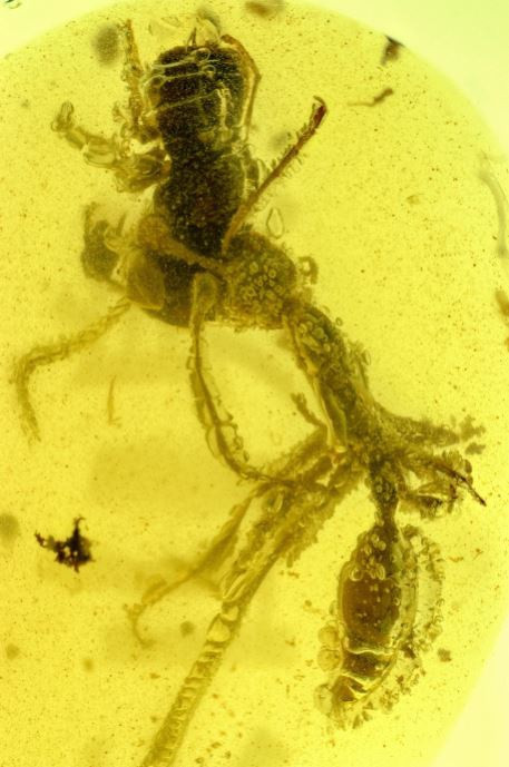 Dựa vào hóa thạch hổ phách, các nhà khoa học ước tính rằng vào khoảng 99 triệu năm trước đã xảy ra một cuộc chiến giữa loài kiến cổ đại Ceratomyrmex ellenbergeri, còn gọi là kiến địa ngục, và một con Caputoraptor elegans - loài gián hiện đã tuyệt chủng.